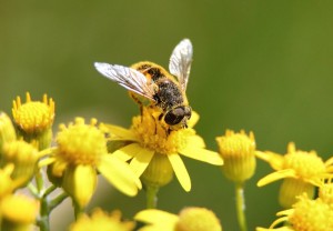 Pollen